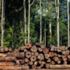 Timber in Pará state and other parts of the Brazilian Amazon can bypass regulatory permits, allowing illegal wood to be sold domestically and internationally. Federal environmental agencies play an essential role in preventing this from happening, experts say.