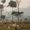 Cattle raising in recently destroyed forestland in the municipality Aripuanã, in Mato Grosso state.