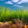 A seagrass meadow in St Michaels Mount, Cornwall. Image courtesy of Lewis Jefferies.