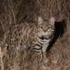 A black-footed cat.