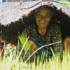 A woman prepares a field for paddy farming after harvesting foxtail millet.