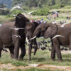African elephants in Queen Elizabeth National Park, Uganda. Photo credit: Gregoire Dubois