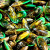 Green-lipped mussels. Image courtesy of Adrian Midgley via Flickr (CC BY-NC-ND 2.0).