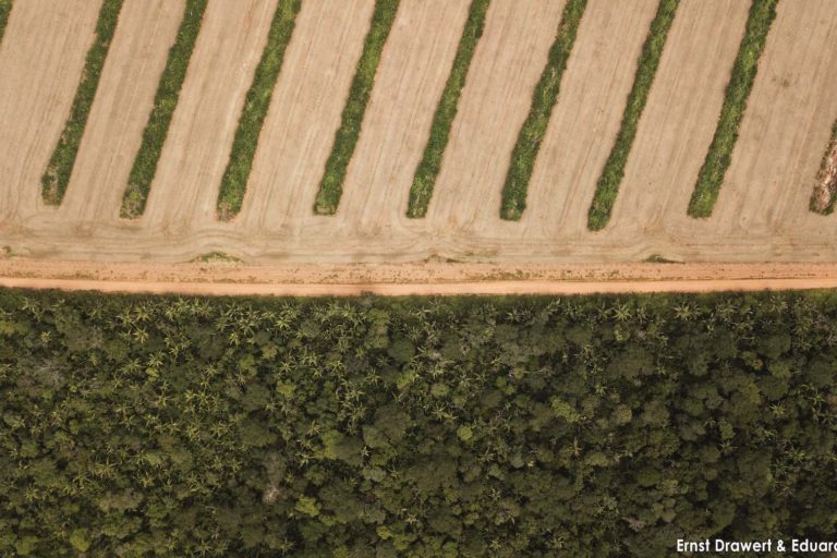 3. San Ignacio de Velasco was one of the municipalities that lost the most forest cover in Bolivia in 2020. Agribusiness and cattle ranching, were one of the main drivers of this deforestation. Photo by Eduardo Franco and Ernst Drawert for Mongabay.