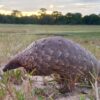 Pangolin walking on its hind legs. Image courtesy of Tikki Hywood Foundation.