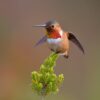 A male Allen's hummingbird (Selasphorus sasin).