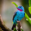 Spangled cotinga in Guyana. Image by Mathias Appel via Flickr (CC0 1.0).