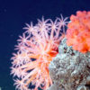 Cold water corals in the deep sea.