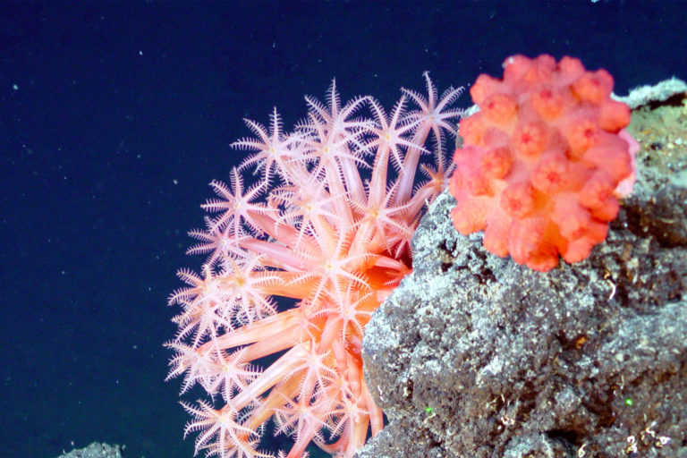 Cold water corals in the deep sea.