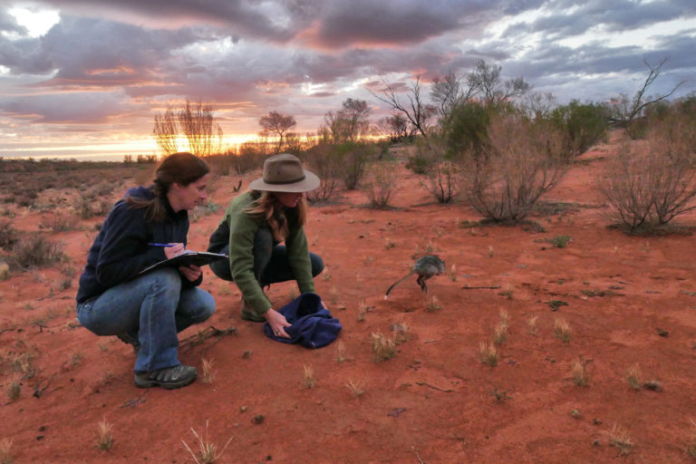 Katherine Moseby and Leanne Van der Wyde releasing a bettong after measuring its physical traits.