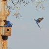 Hyacinth macaws in artificial nest