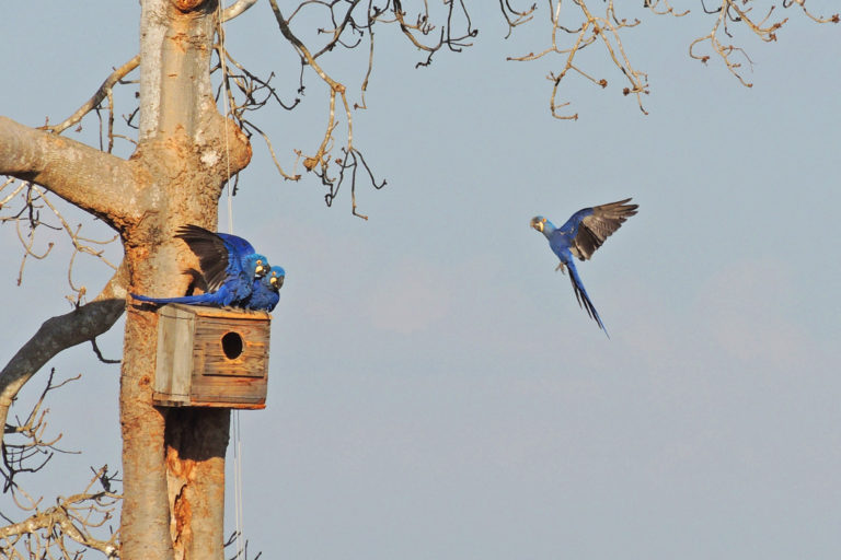 Hyacinth macaws in artificial nest