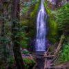 Old growth forest in Washington State. Image by Udo S via Flickr.