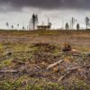 Logging operation in Sweden for paper products and biomass energy. Image courtesy of Marcus Westberg.