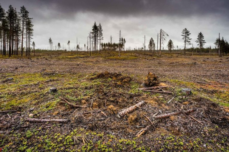 Logging operation in Sweden for paper products and biomass energy. Image courtesy of Marcus Westberg.