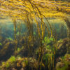 Sea spaghetti in a kelp forest.
