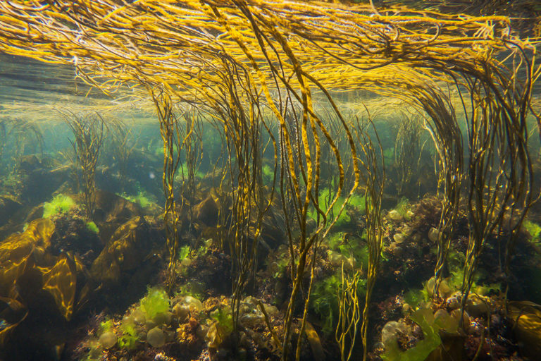 Sea spaghetti in a kelp forest.