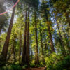 Old-growth redwood trees in Redwood National Park, California. Image courtesy of Erik Cooper via Flickr (CC BY-NC-ND 2.0).