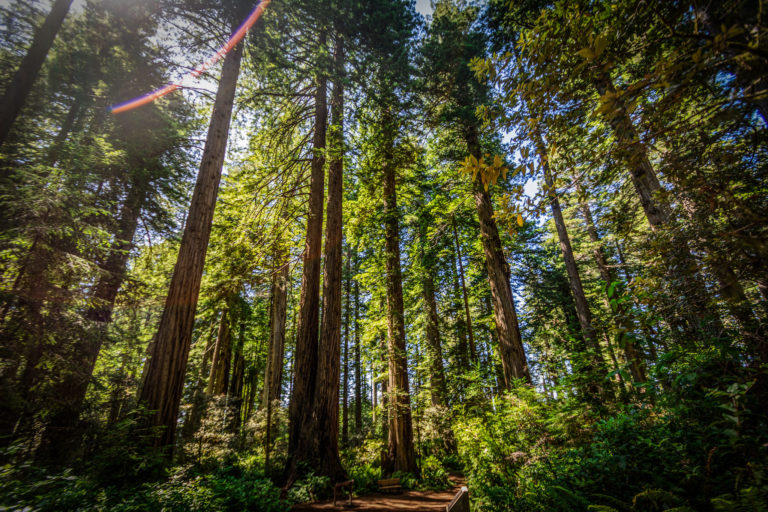 Old-growth redwood trees in Redwood National Park, California. Image courtesy of Erik Cooper via Flickr (CC BY-NC-ND 2.0).