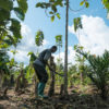 Plantation of bananas, teak and cocoa in Yanonge – DRC.  Photo by Axel Fassio/CIFOR-ICRAF via Flickr (CC BY-NC-ND 2.0).