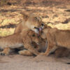 A lioness with cubs