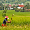 A farmer in a village in the Kerinci region.