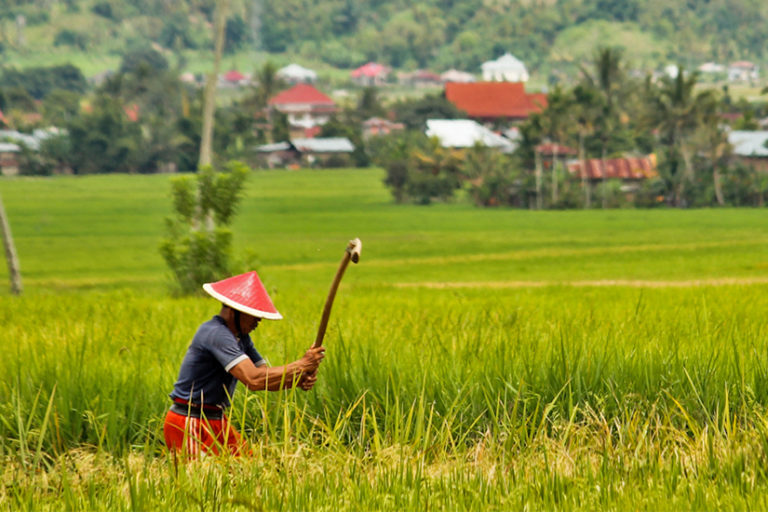 A farmer in a village in the Kerinci region.