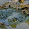 A male gharial guarding hatchlings.