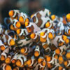 Clownfish can reportedly lay clutches of over 1000 eggs.