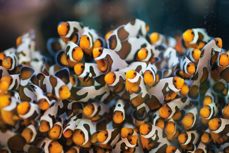 Clownfish can reportedly lay clutches of over 1000 eggs.