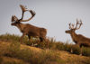 Two caribou climb a hill. Image courtesy of Kevin L Moore via Flickr (CC BY-NC-ND 2.0).