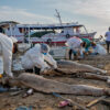 At least 228 freshwater dolphins have died in lakes connected to rivers, possibly killed by excess heat.