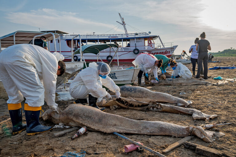 At least 228 freshwater dolphins have died in lakes connected to rivers, possibly killed by excess heat.