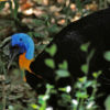 A northern cassowary (Casuarius unappendiculatus).