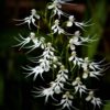 The doll orchid is threatened due to extensive collection for the ornamental plant trade. Image courtesy of Bhathiya Gopallawa.