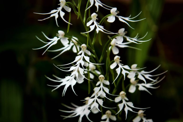 The doll orchid is threatened due to extensive collection for the ornamental plant trade. Image courtesy of Bhathiya Gopallawa.