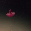 A red jellyfish