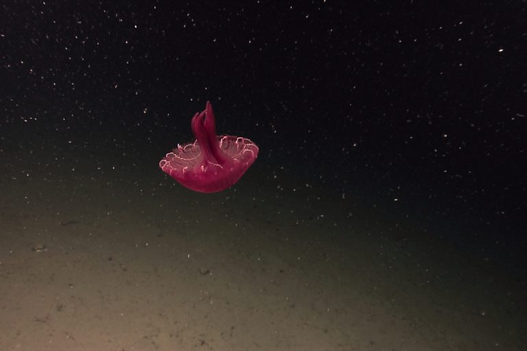 A red jellyfish