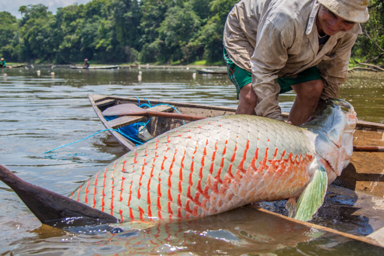 Paiche in Bolivia. Courtesy of SERNAP.