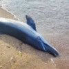 A dead dolphin washed up.