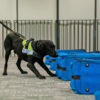 A dog from the K9 Unit undergoing training with test bags that resemble luggage bags on a conveyer belt.