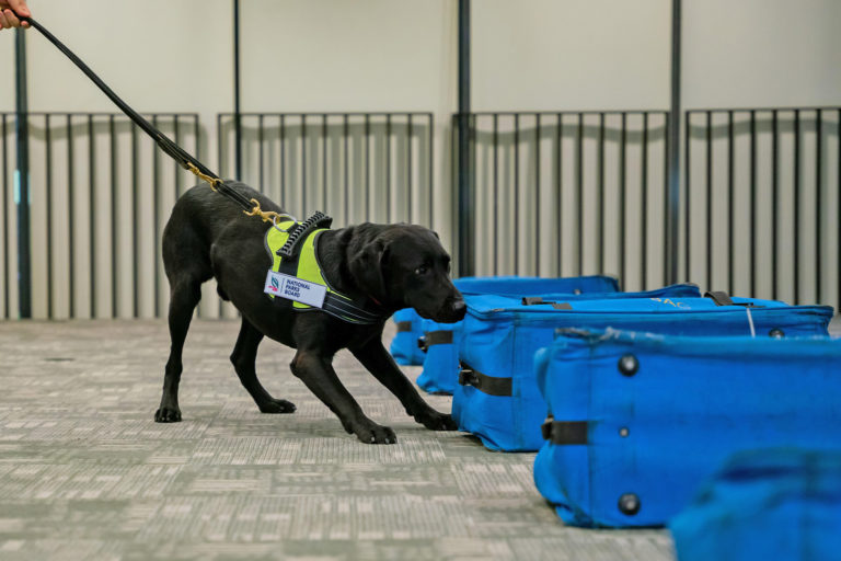 A dog from the K9 Unit undergoing training with test bags that resemble luggage bags on a conveyer belt.