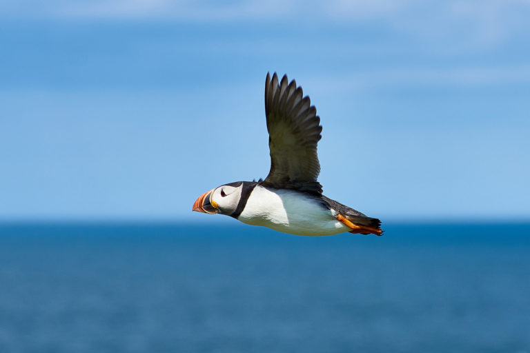 A puffin flying.