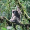 Skywalker hoolock gibbon