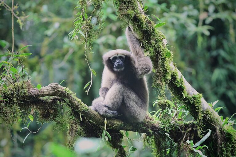 Skywalker hoolock gibbon