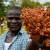 Millet harvest in the Nyando climate-smart villages.