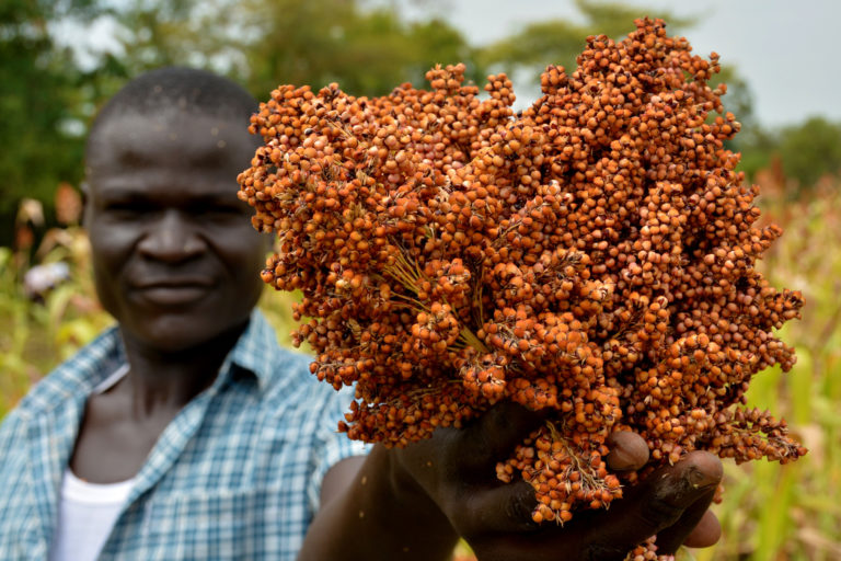 Millet harvest in the Nyando climate-smart villages.