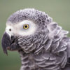 Headshot of an African grey parrot in profile. Image by Tambako the Jaguar via Flickr (CC BY-ND-2.0)