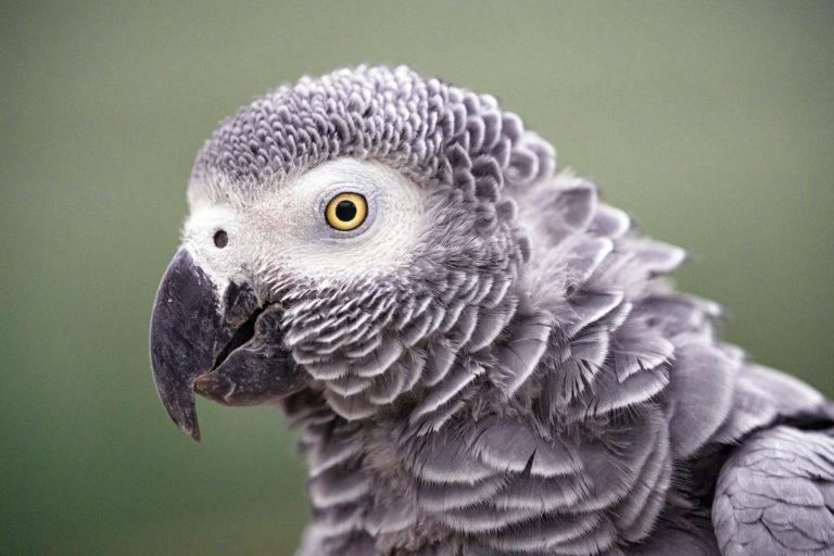 Headshot of an African grey parrot in profile. Image by Tambako the Jaguar via Flickr (CC BY-ND-2.0)