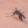 Aedes aegypti